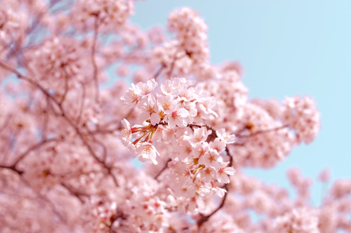 Cerisiers en fleurs au-dessus d'un canal au Japon, Photo : Unsplash